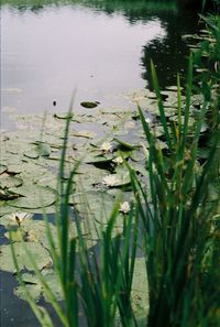 Water lily in lake