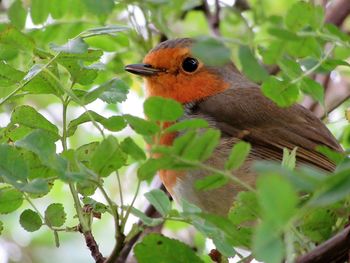 Close-up side view of a bird