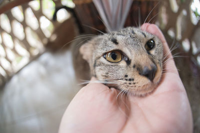 Close-up of hand holding cat