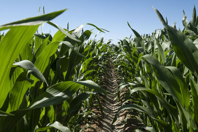 Close-up of crops growing on field against sky