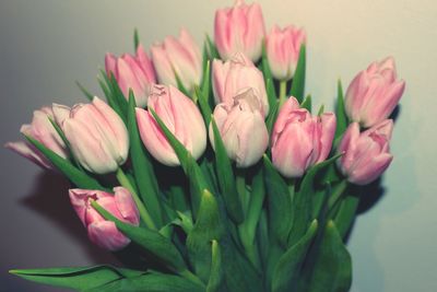 Close-up of pink tulips blooming indoors