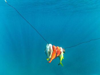 Fish on shooting line