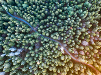 Full frame shot of plants