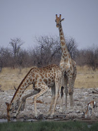 A giraffe stands alone in the steppe of the etosha national park on a sunny autumn day in namibia