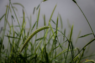 Close-up of wet grass on field