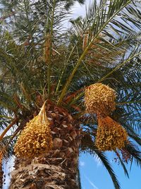 Low angle view of palm tree against sky