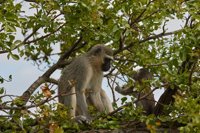 Mother and child vervet monkey in a tree