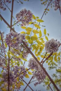 Low angle view of flowers blooming on tree