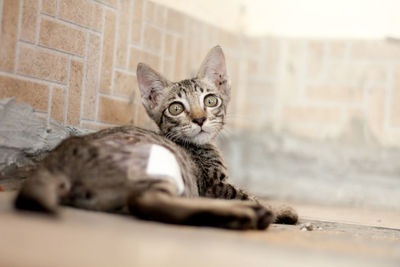 Portrait of cat lying on floor