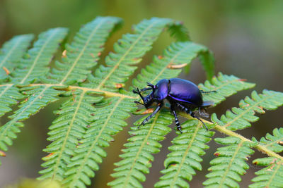 Close-up of insect on plant