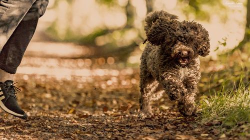 Portrait of dog on field