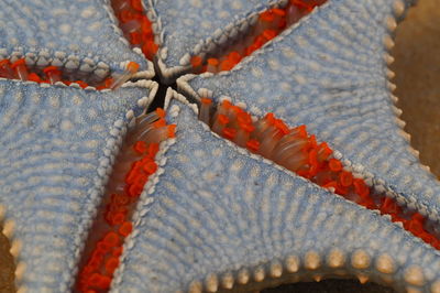 Extreme close-up of blue starfish