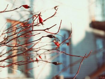 Close-up of bare tree against sky