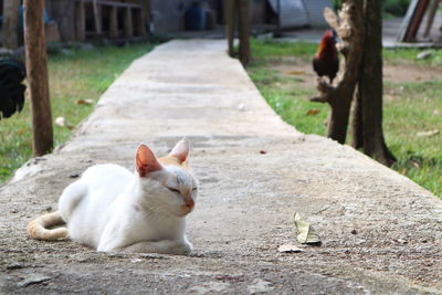 Close-up of cat sitting outdoors