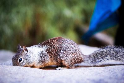 Close-up of squirrel on land