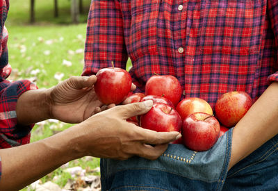 Close-up holding red apple fruit in apple garden.