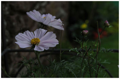 Close-up of flowers blooming outdoors