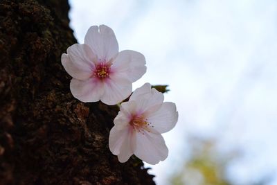 Close-up of fresh white flowers
