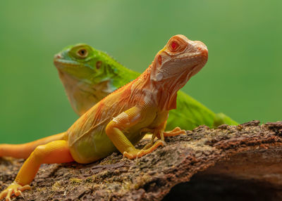 Close-up of lizard on rock