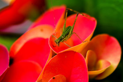 Close-up of insect on flower