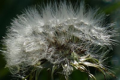 Close-up of dandelion on plant