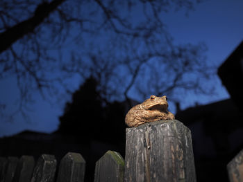 Low angle view of lizard on wooden post