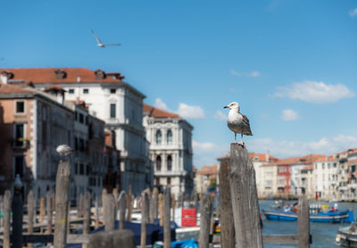 Seagull perching on city by sea against sky