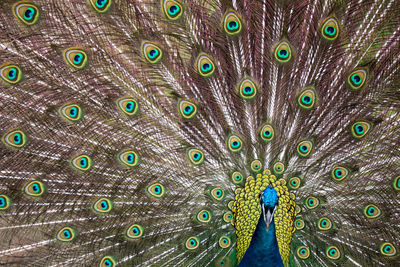 Close-up of peacock feathers