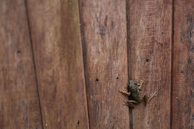 Close-up of frog on wooden wall