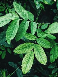 Green leaves background