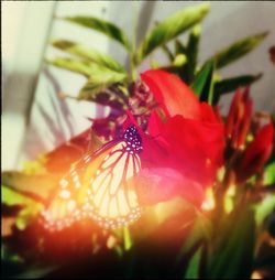 Close-up of insect on red flower