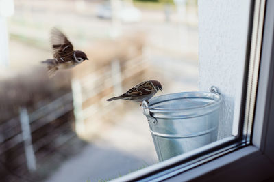 View of bird flying