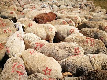 Close-up of sheep on couch