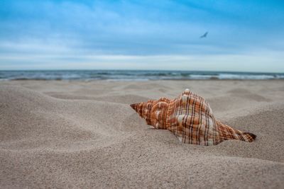 View of seashell on beach against sky