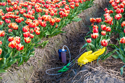 Close-up of red flowers