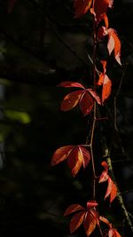 Close-up of orange leaves on tree