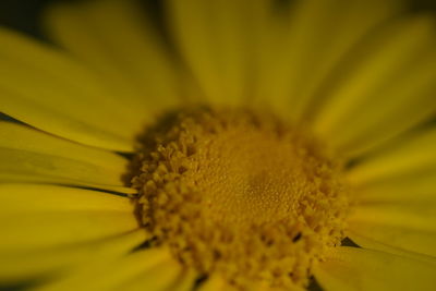 Close-up of sunflower