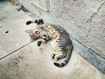 High angle view of cat relaxing outdoors