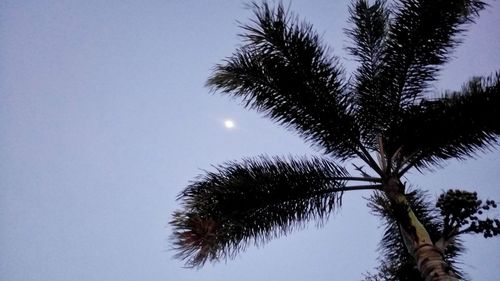 Low angle view of palm tree against sky