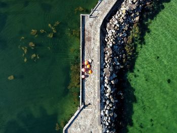 High angle view of plants floating on lake