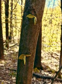 Close-up of a tree trunk in forest