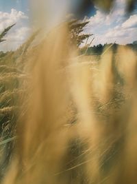 Scenic view of grassy field against sky