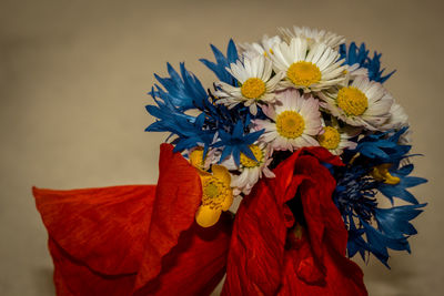 Close-up of multi colored flower plant