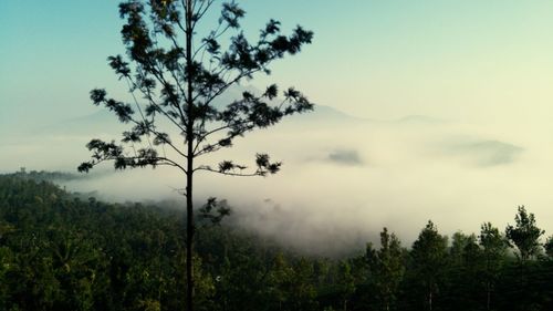 Low angle view of trees in forest against sky