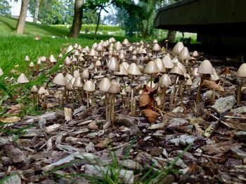 Close-up of mushrooms