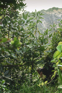 View of a tree