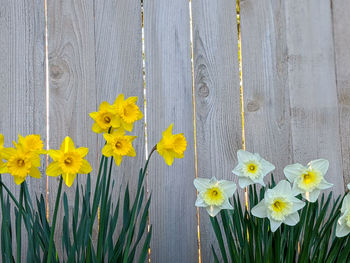 Close-up of yellow flowering plants by wooden fence