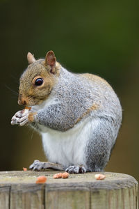 Close-up of a grey squirrel eating a nut