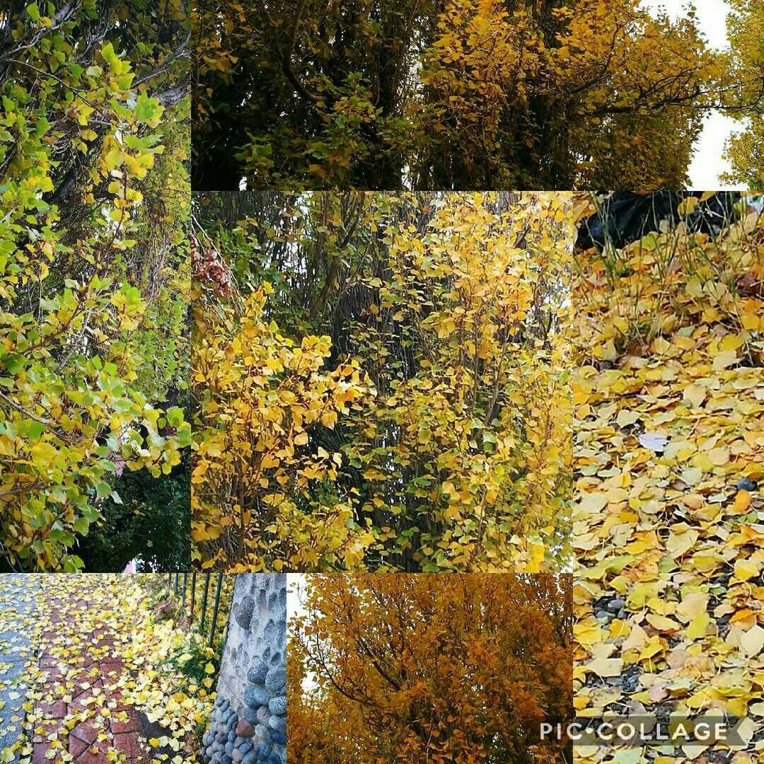 FULL FRAME SHOT OF YELLOW LEAVES