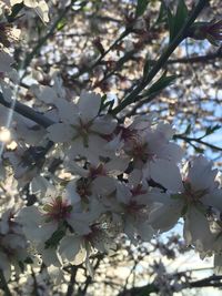 Close-up of white flowers on tree